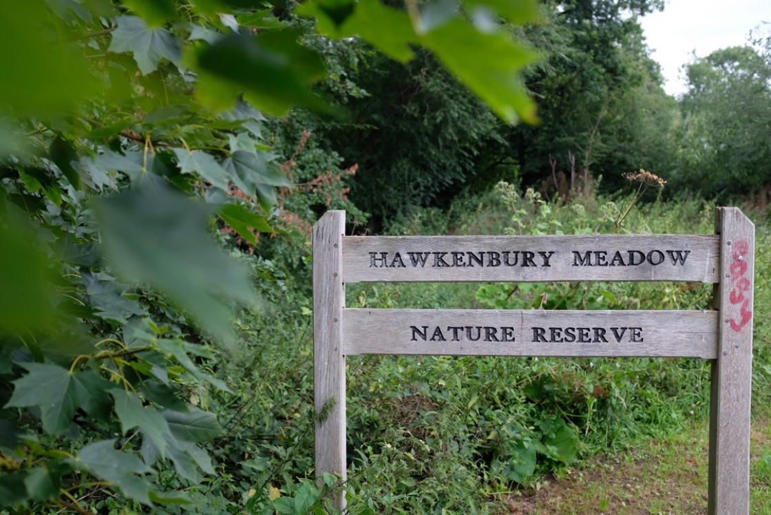 Hawkenbury meadow
