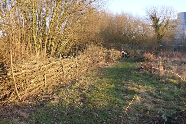 Path with willow fence