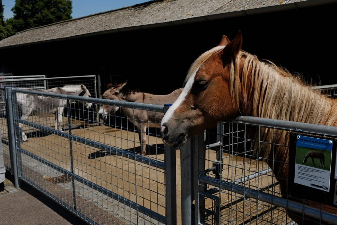 Pets' Corner horses Pets' Corner horses