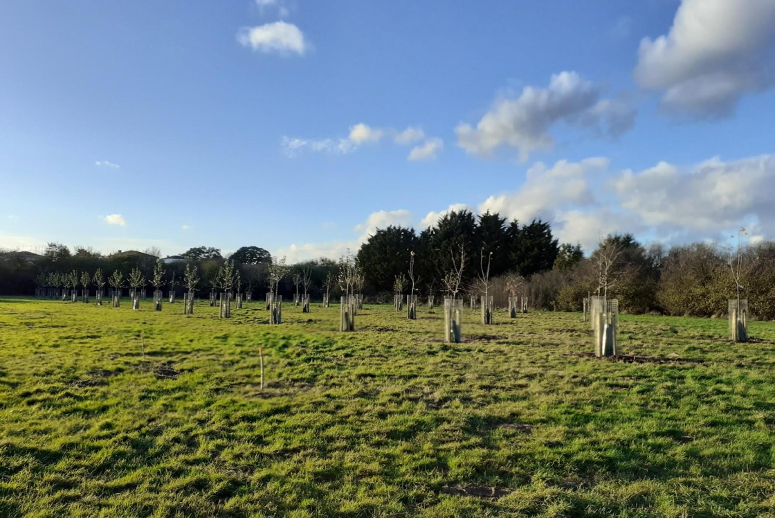 Community Orchard off Southern Way Image of new Community Orchard on former Goldings playing field