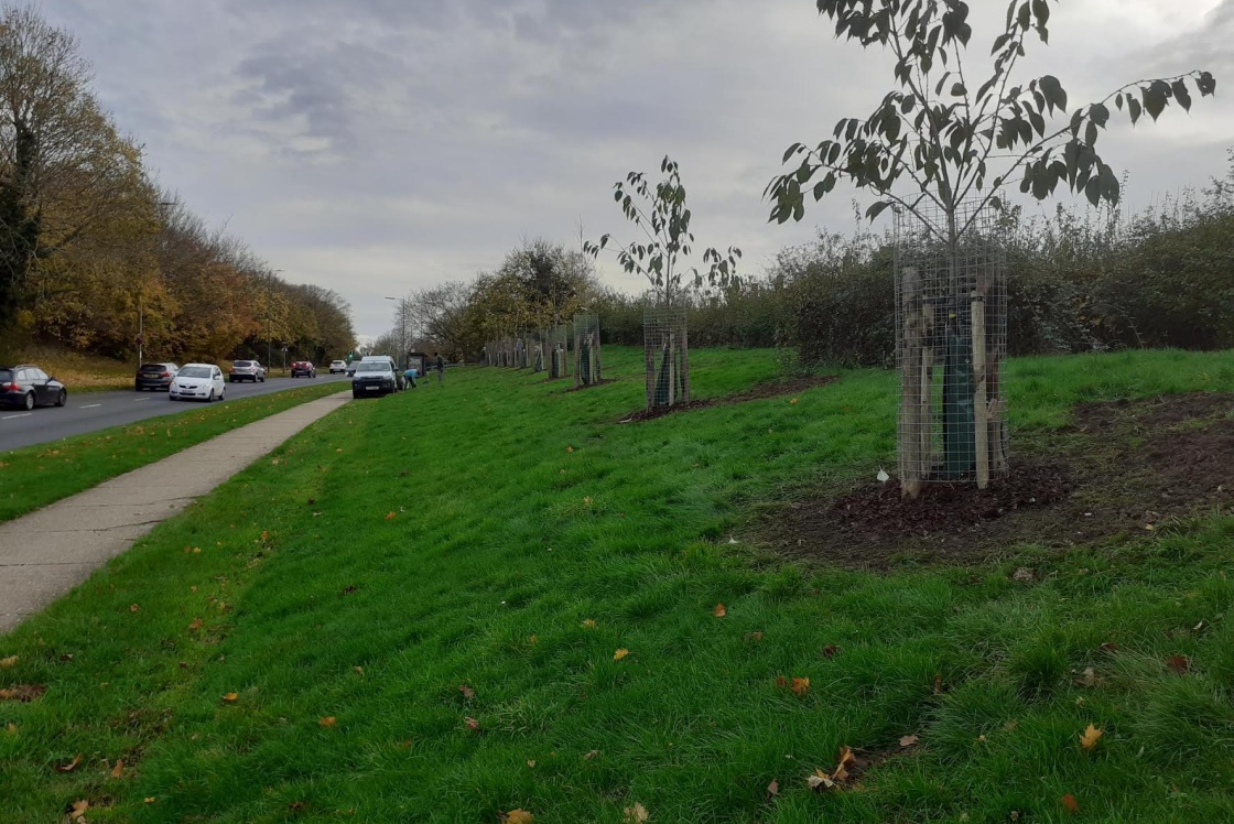 New trees planted along Abercrombie Way Image of new trees along Abercrombie Way