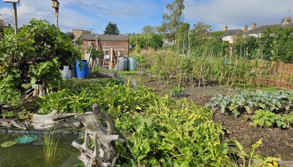 Photo of the allotment at Dudley Terrace