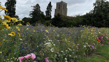 Image of floral verge in Mark Hall Park with St Mary’s at Latton Church in the background 