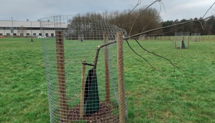 Image of broken tree at the Second Avenue community tree planting site