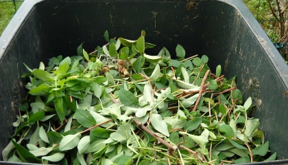 Image of garden waste inside a wheelie bin 