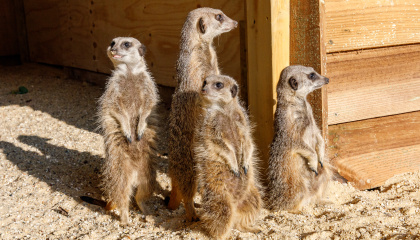 Four meerkats at Pets' Corner