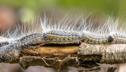 Oak processionary moth caterpillars