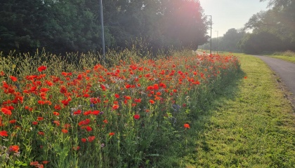 Third Avenue wildflowers