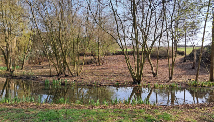 Sibneys Green pond after area has been cleared